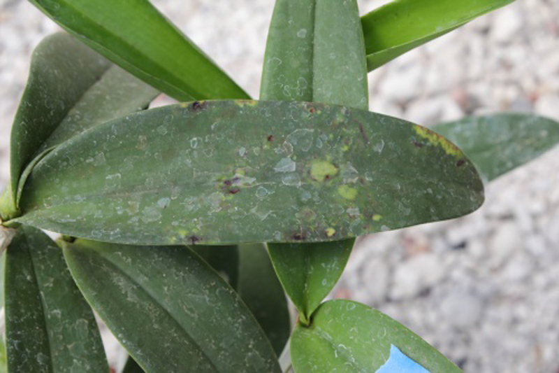 Images of Leaf Spots on Orchids