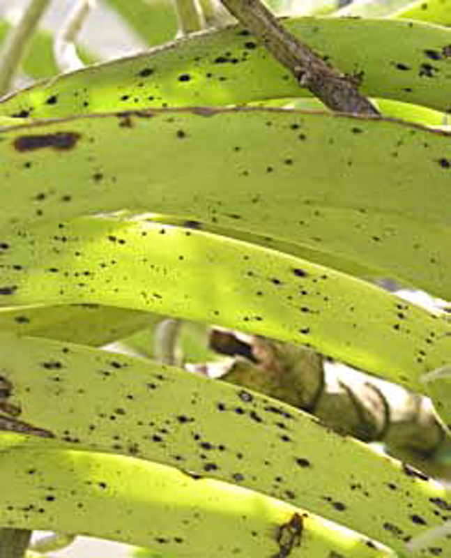 Images of Leaf Spots on Orchids