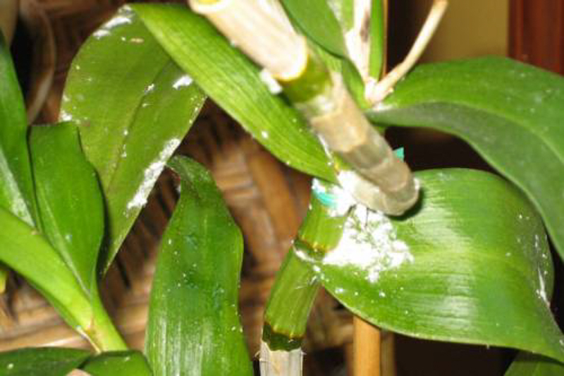 Images of Mealybugs on Orchids
