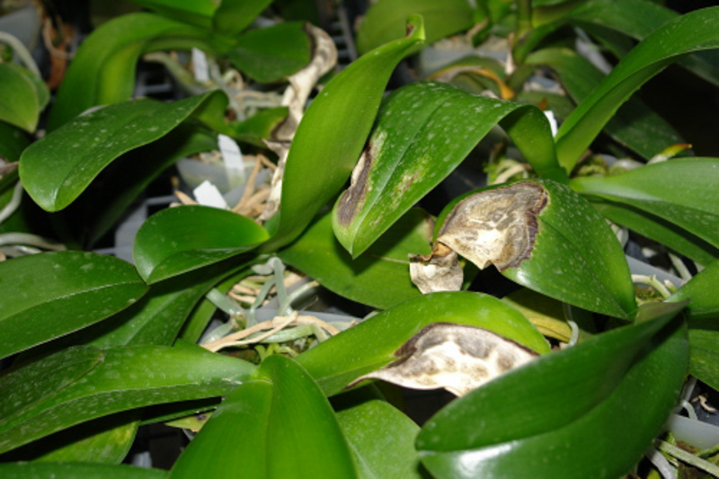 Images of Sunburn on Orchids