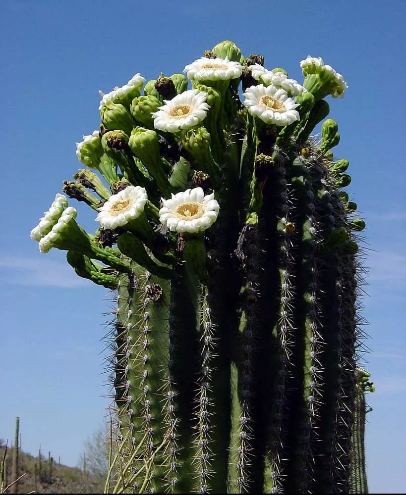 Saguaro Cactus Stavern Blomstermakeri Cactaceae
