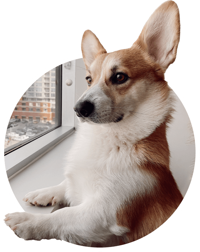 Dog Boarding in Miami, FL StayPAWSitive Dog Boarding LLC