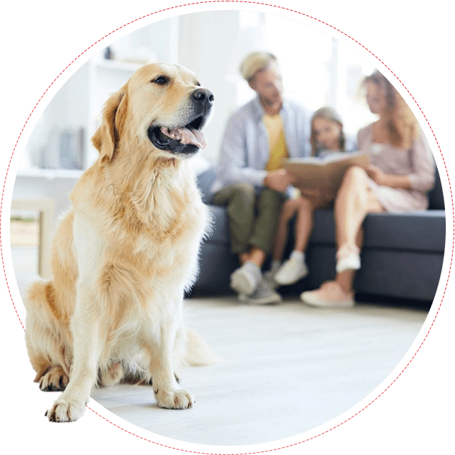 Dog Boarding in Miami, FL StayPAWSitive Dog Boarding LLC