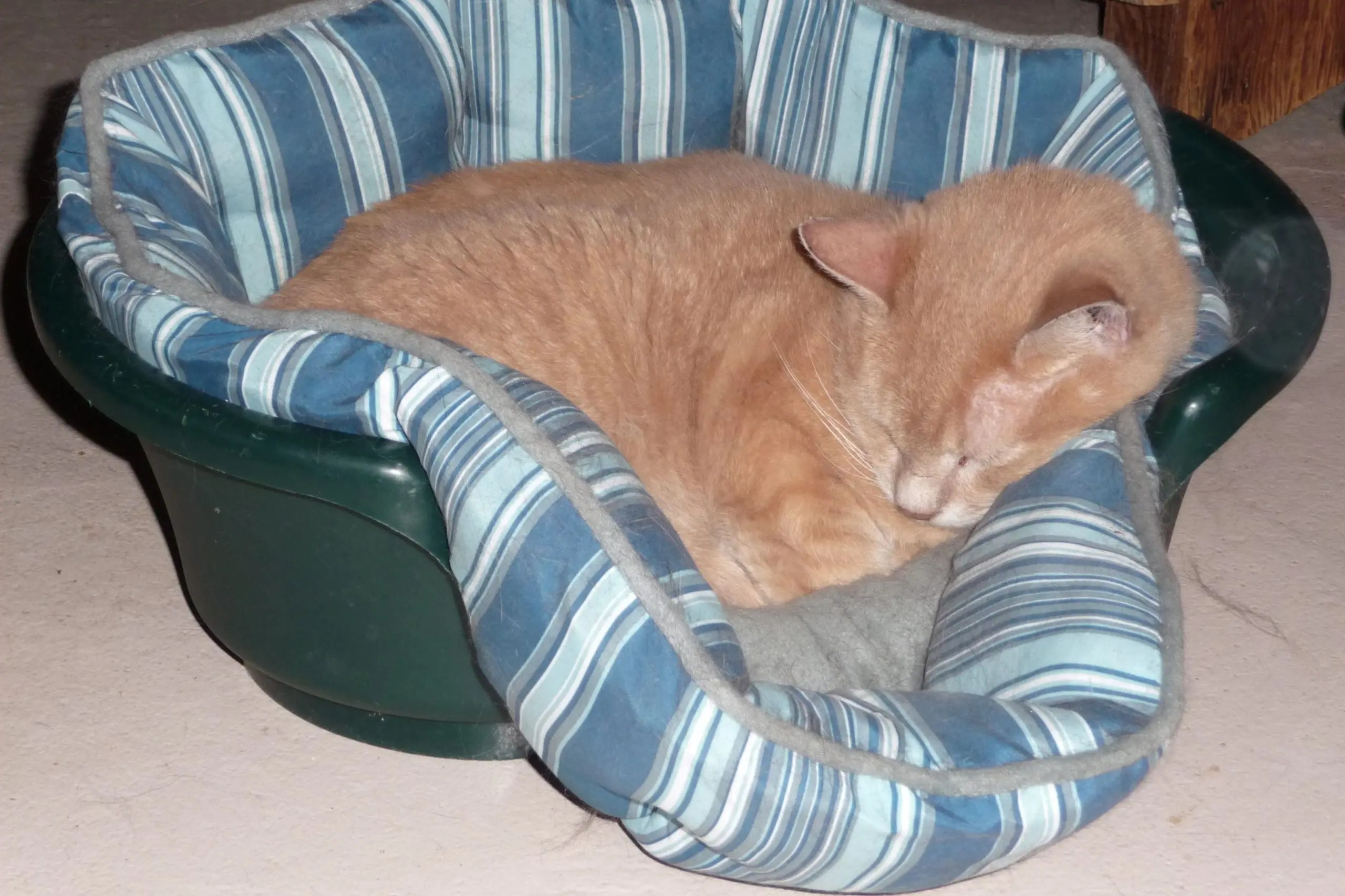 Dragging the Cat Bed St. Benedict's Toolbox Annex