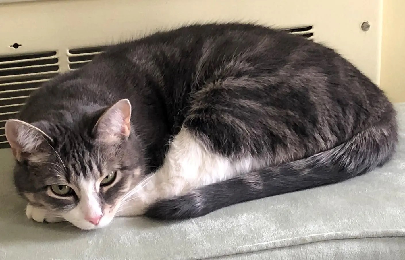 Dragging the Cat Bed St. Benedict's Toolbox Annex