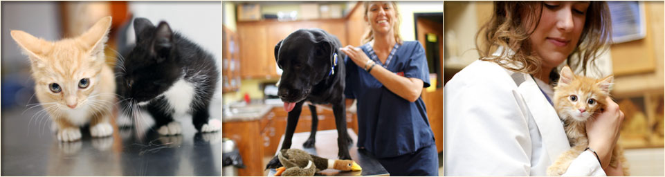 Affordable Dental Affordable Dental Tennessee Clarksville