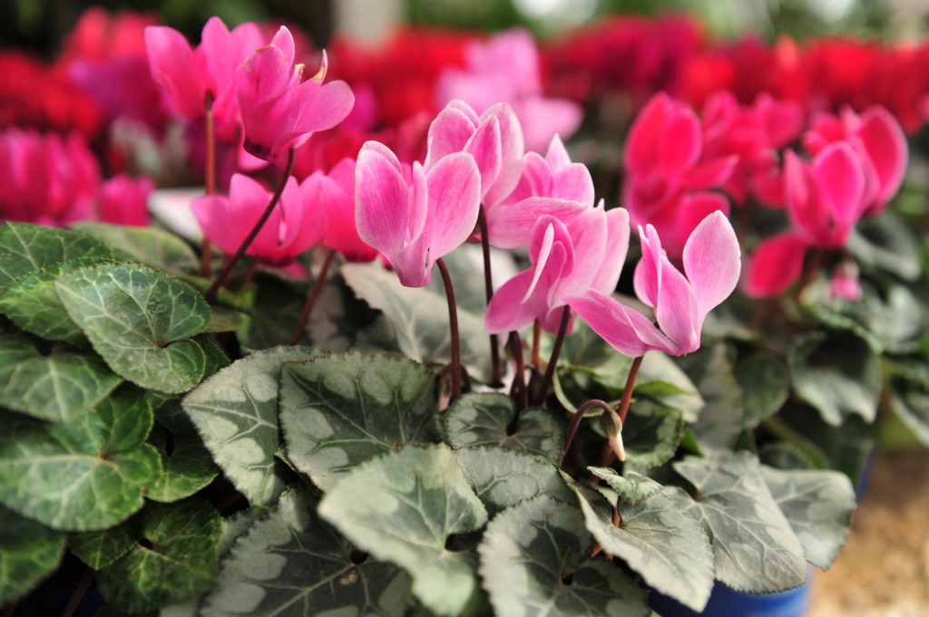 Our home grown cyclamen are always our best selling plant