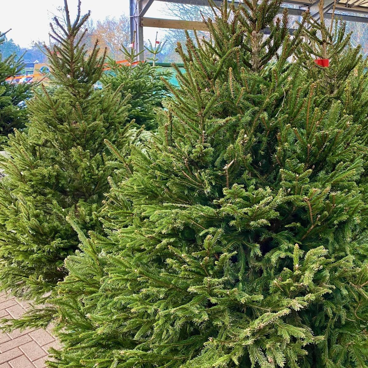 HOW TO CHOOSE A REAL CHRISTMAS TREE St Bridget Nurseries
