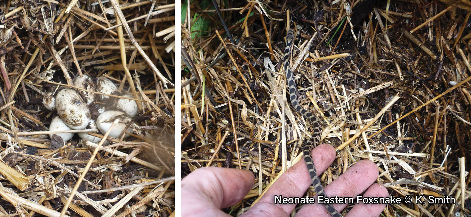 A Safe Place for Snakes Sydenham River Watershed