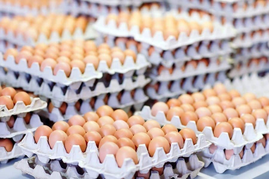 Understanding the Shell St Davids Poultry Team Ireland