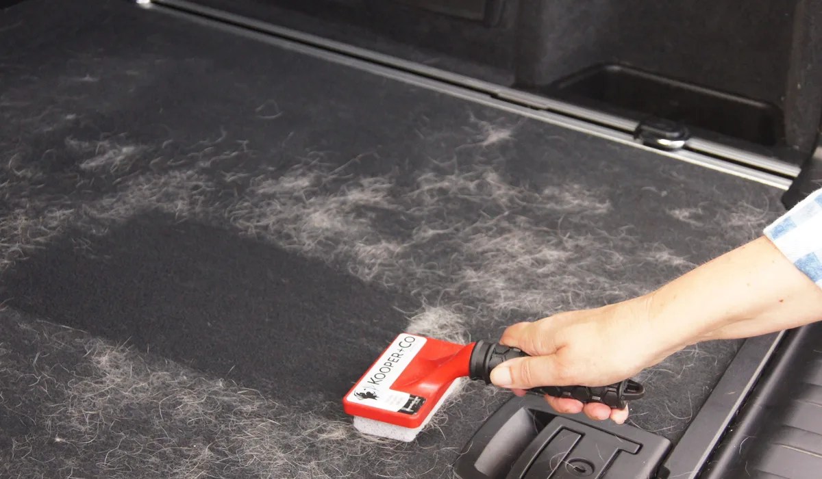 7 Tips on How to Get Water Out of the Carpet