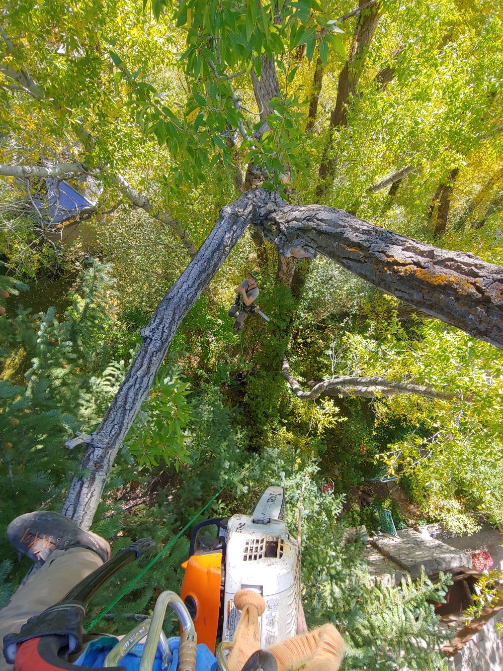 Roaring Fork and Valley Tree Care Services Steamboat