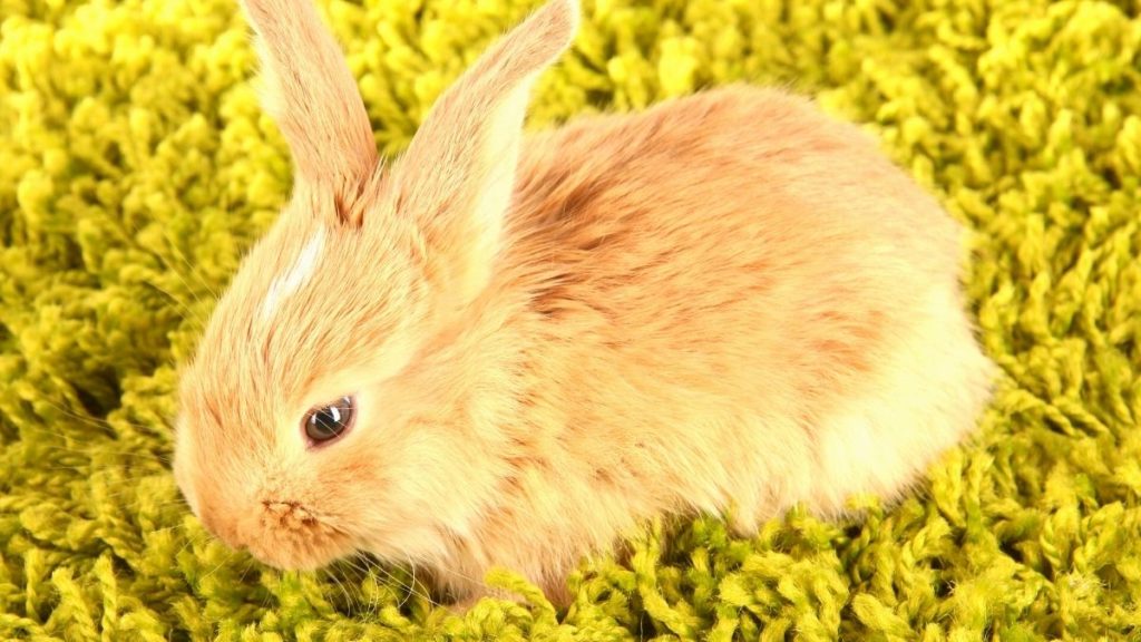 How To Get Rabbit Pee Out Of Carpet (Stain AND Smell) 3 Foolproof Methods