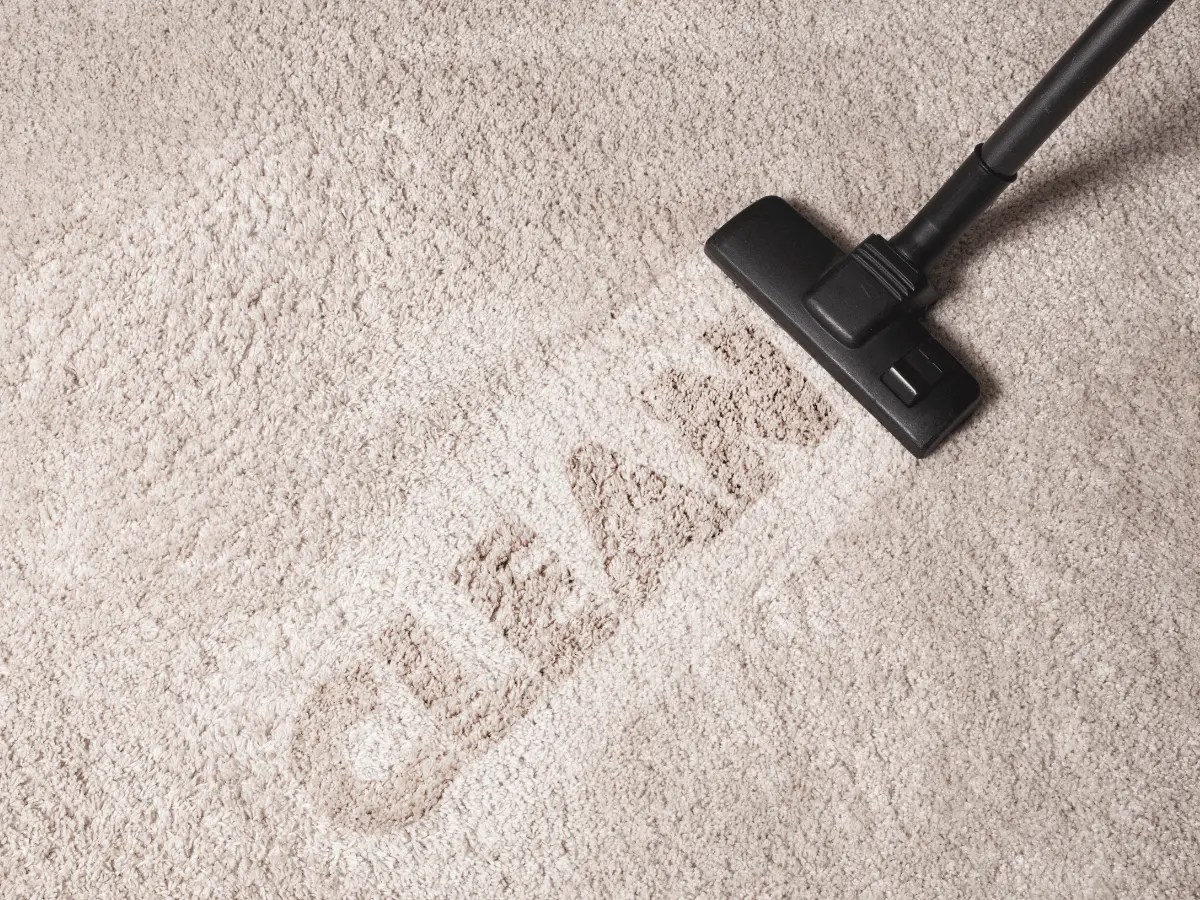 How To Get Rid Of Carpet Moths Guide Steam Clean Team
