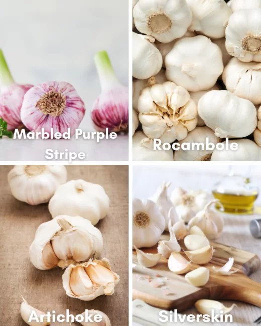 Roasted Garlic in the Microwave • Steamy Kitchen Recipes Giveaways