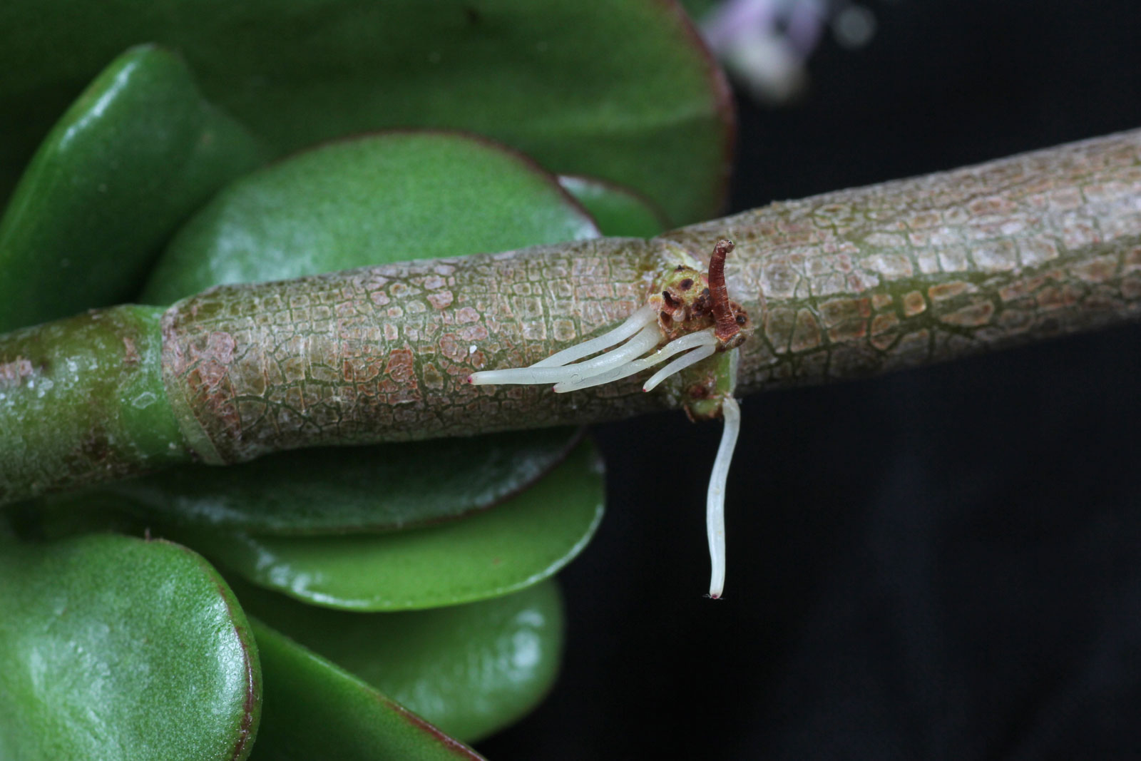 Pfennigbaum (Crassula ovata)