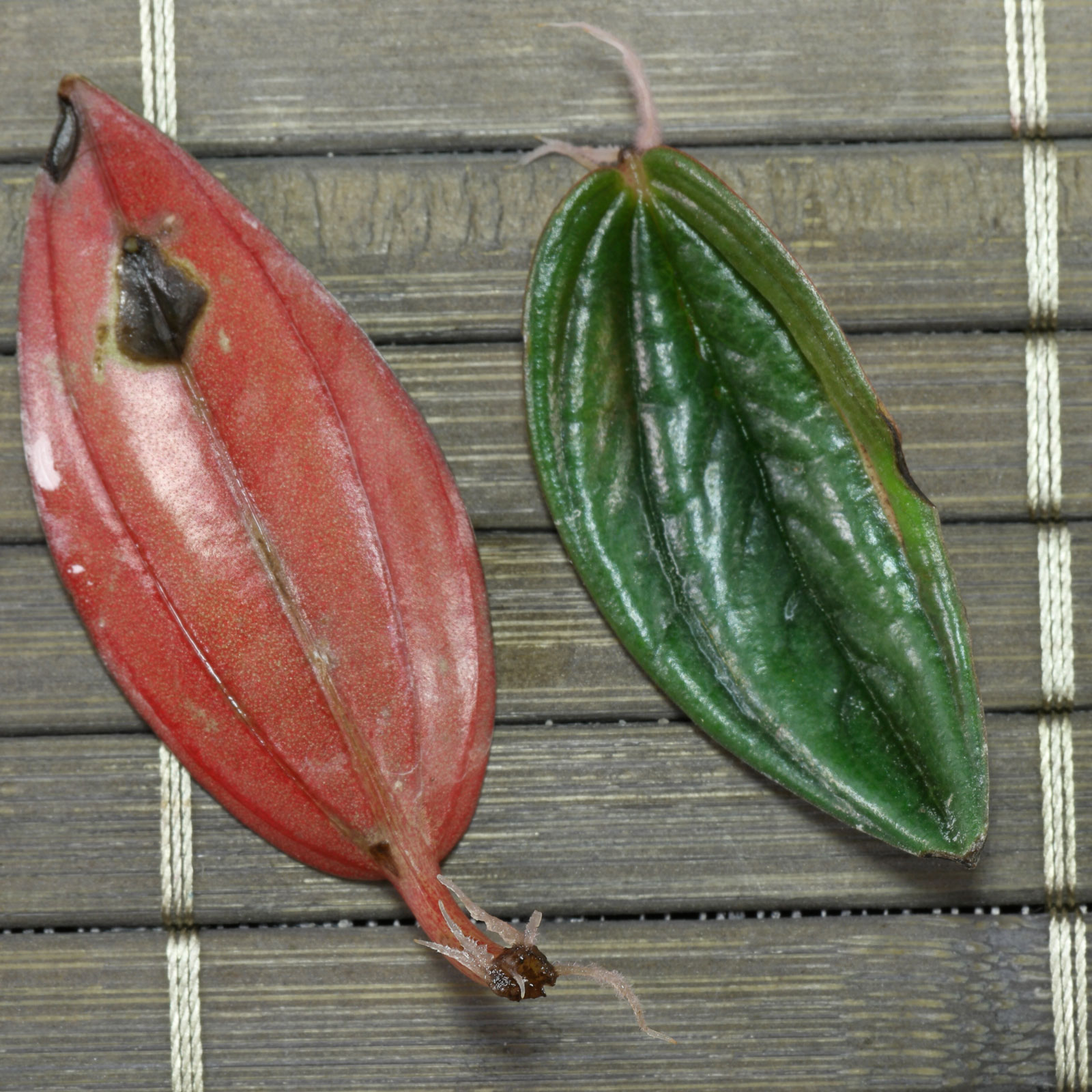Zierpfeffer (Peperomia caperata)