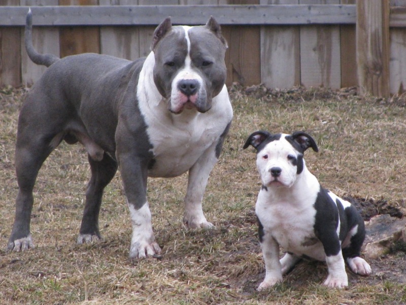 Steelhead Bullies Page 2 of 4 Quality Dogs for Quality