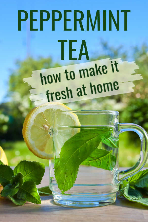 How to Make Peppermint Tea Steeped Street