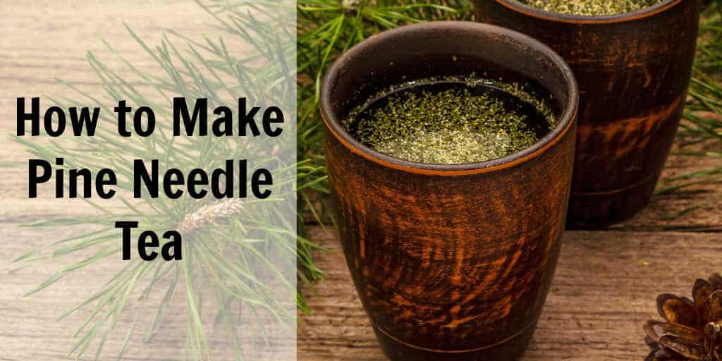 The Benefits of Pine Needle Tea and How to Make It Steeped Street