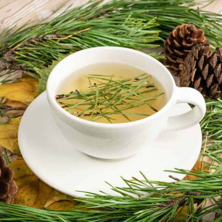 The Benefits of Pine Needle Tea and How to Make It Steeped Street