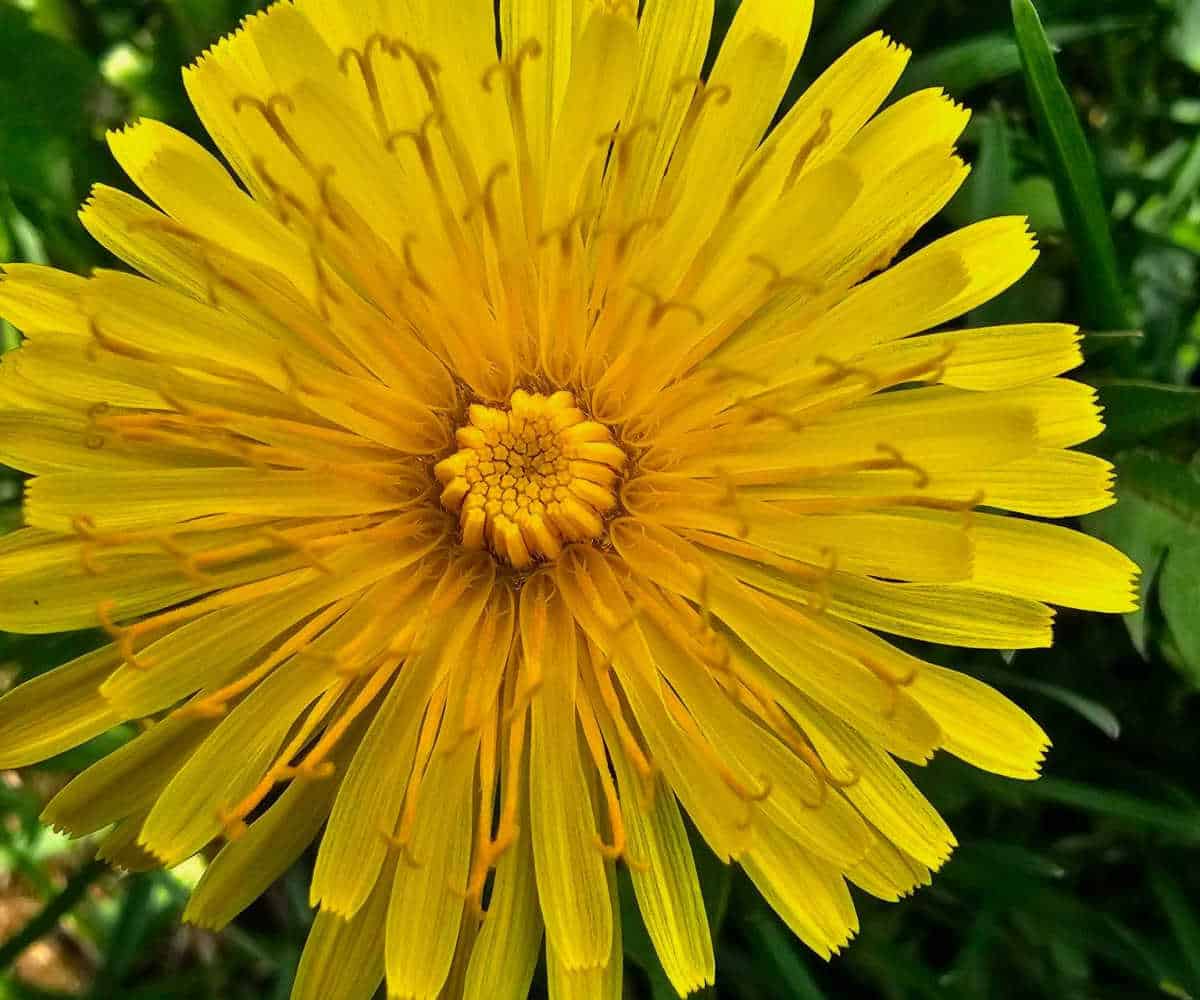 How to Make Dandelion Root Tea From Fresh Dandelion Steeped Street