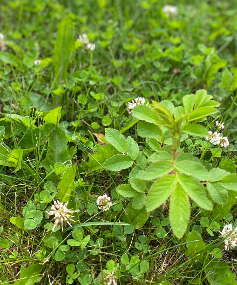 Simple White Clover Tea Recipe and Benefits Steeped Street