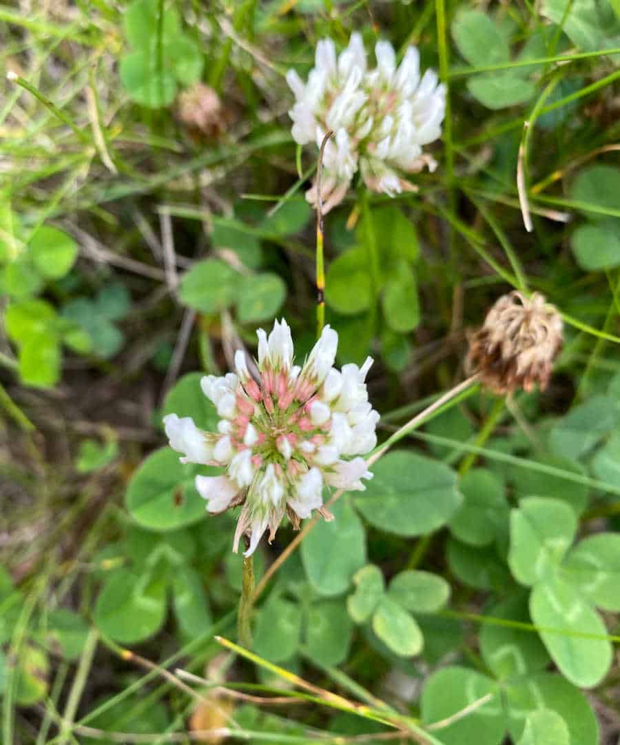 Simple White Clover Tea Recipe and Benefits Steeped Street