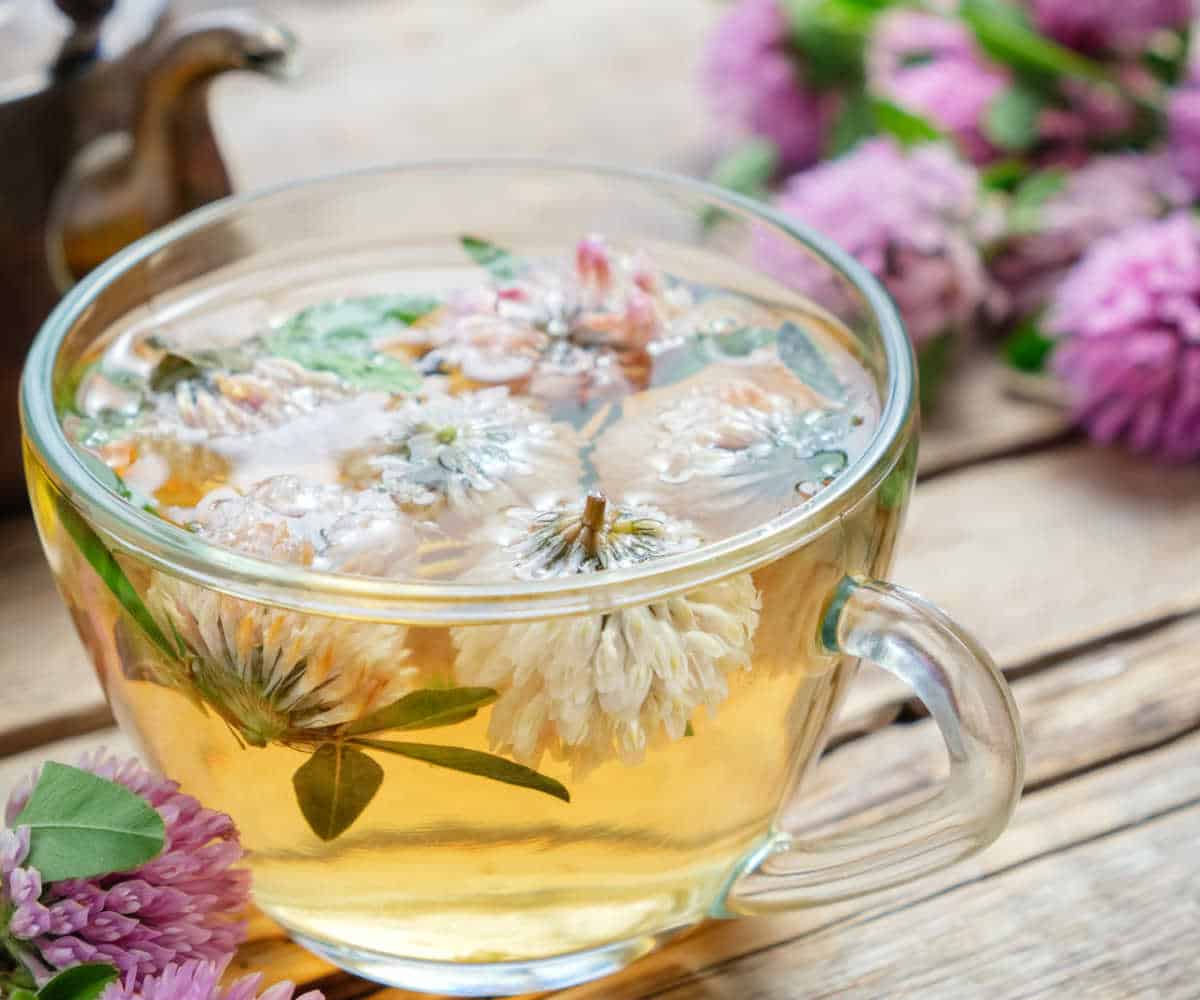 Simple White Clover Tea Recipe and Benefits Steeped Street