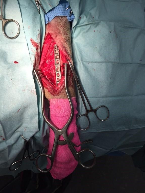 About a Dog and His Broken Leg How it was Fixed with Orthopedic