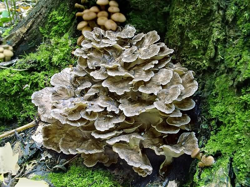 Grifola frondosa (Maitake), metabolismo e microbiota Stefania Cazzavillan