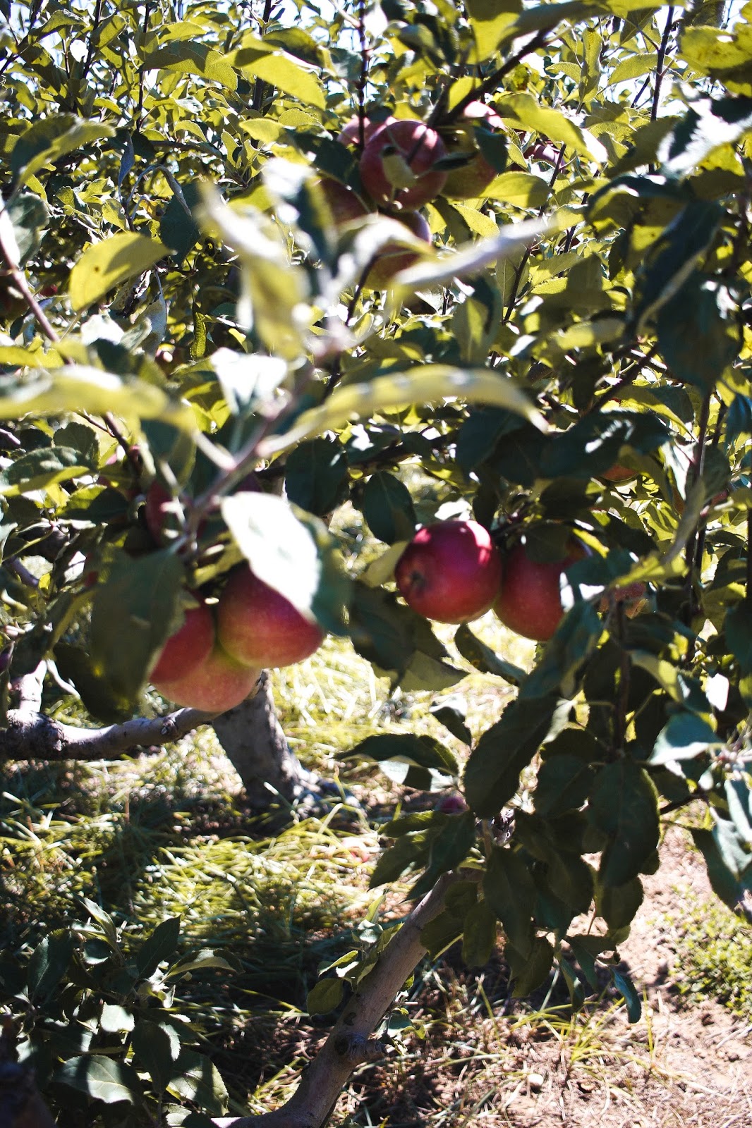 Apple Picking at Lewin Farms