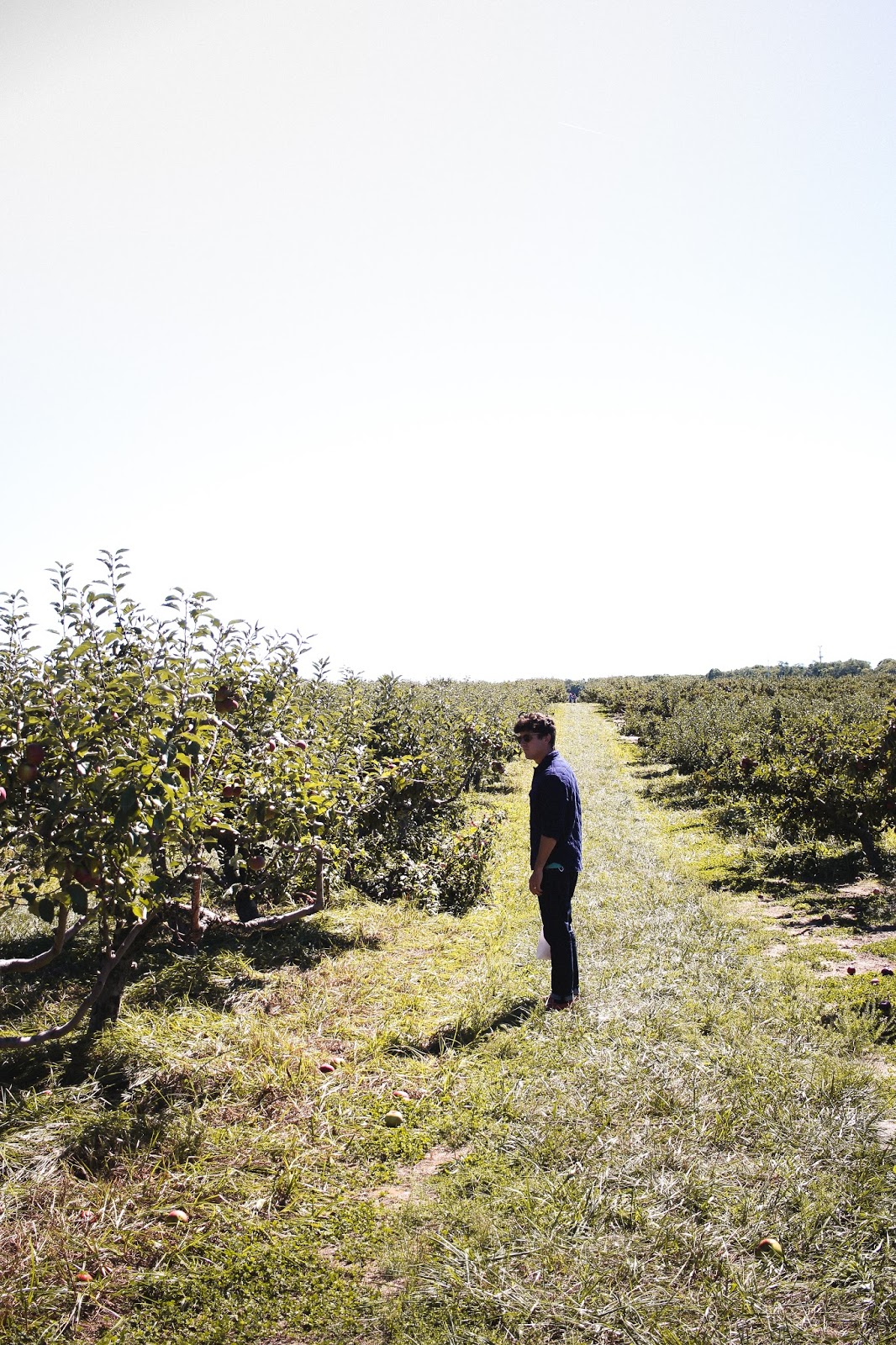 Apple Picking at Lewin Farms