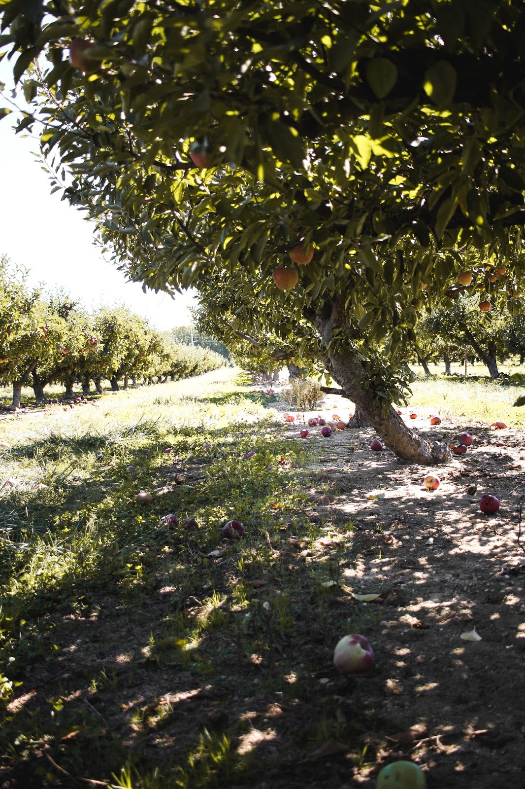 Apple Picking at Lewin Farms