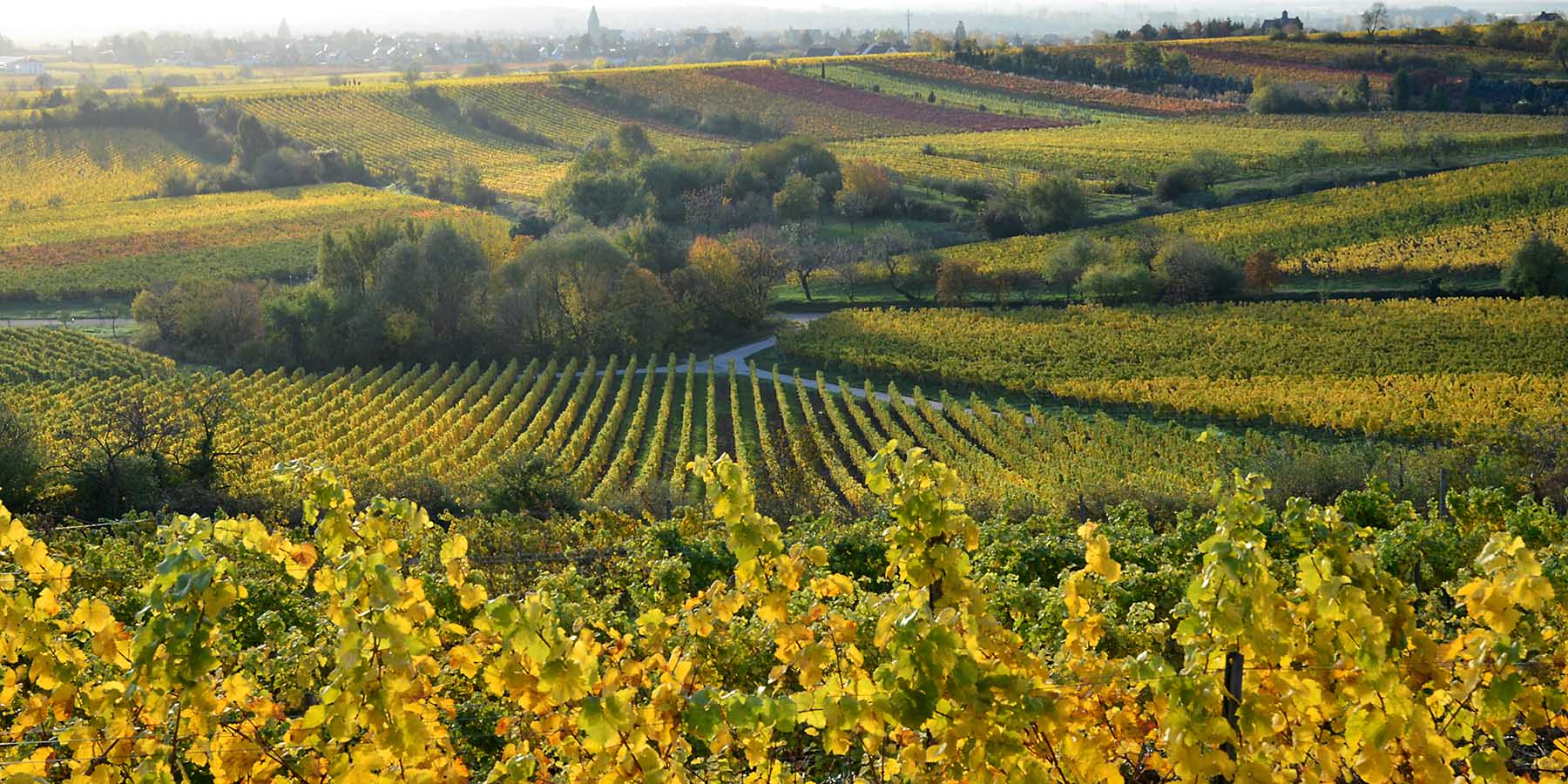 Ausflugsziele Ferienwohnungen am Weingut Thomas Steigelmann, Gimmeldingen