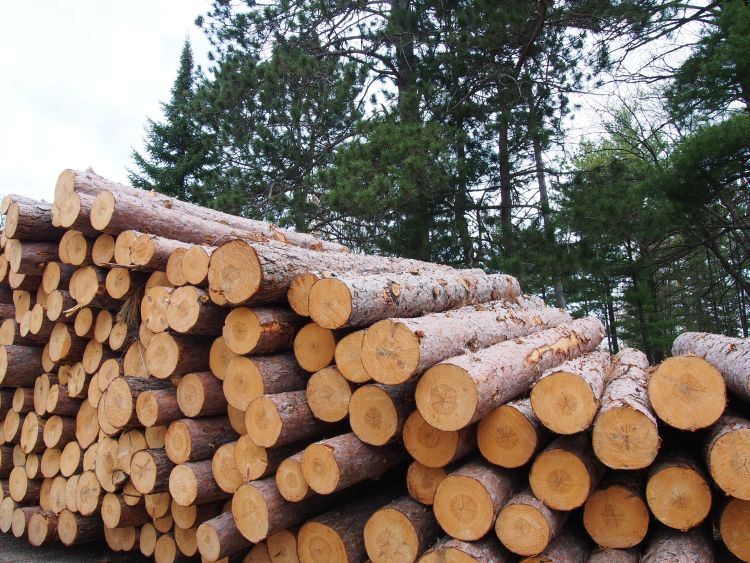 Lake States Timber Market and Stumpage Snapshot 2015 Steigerwaldt