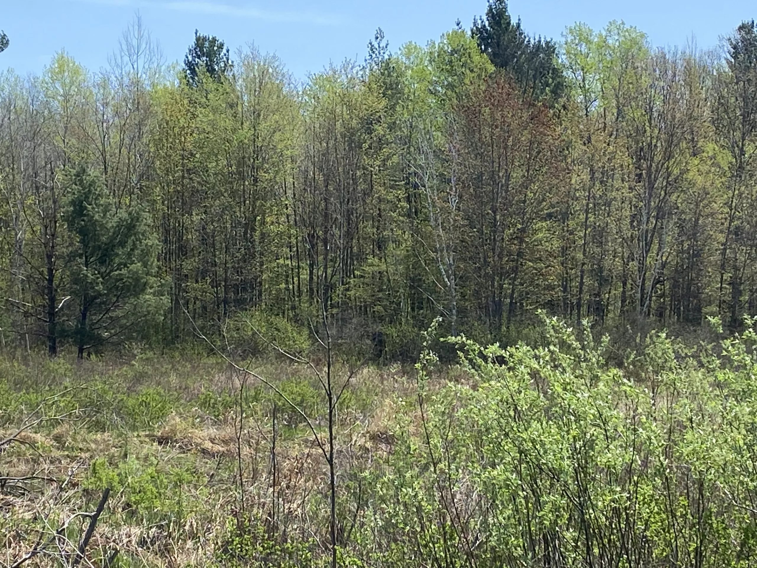 Meteor Timber 8263 SOLD! Steigerwaldt Land Services