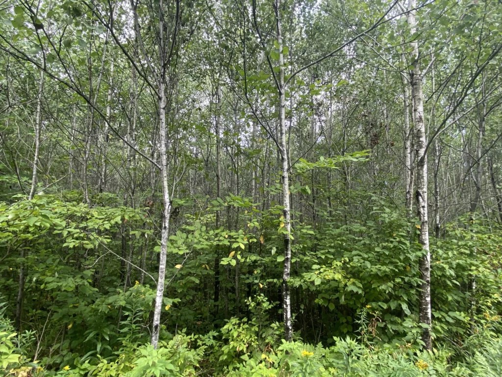 Argonne Steigerwaldt Land Services