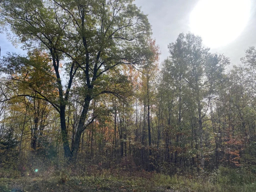 Rock Falls Acreage SOLD! Steigerwaldt Land Services