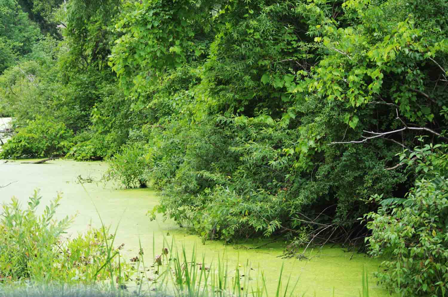 Green Pond Scum Algae Next to Trees Photo SteinMixedMedia