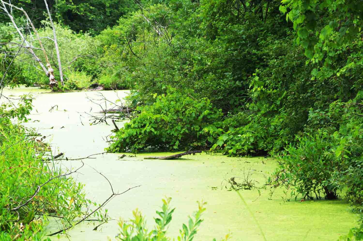 Green Pond Scum Algae Photo SteinMixedMedia