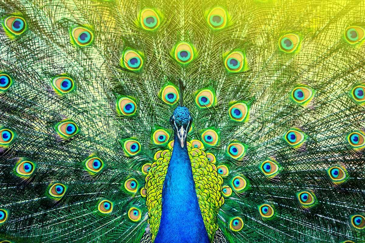 What's Your Unique Selling Proposition? StellaPop