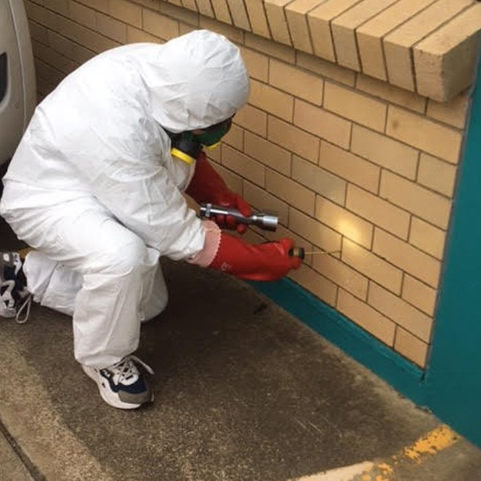 Stellar Carpet Cleaning Brisbane and Pest Control