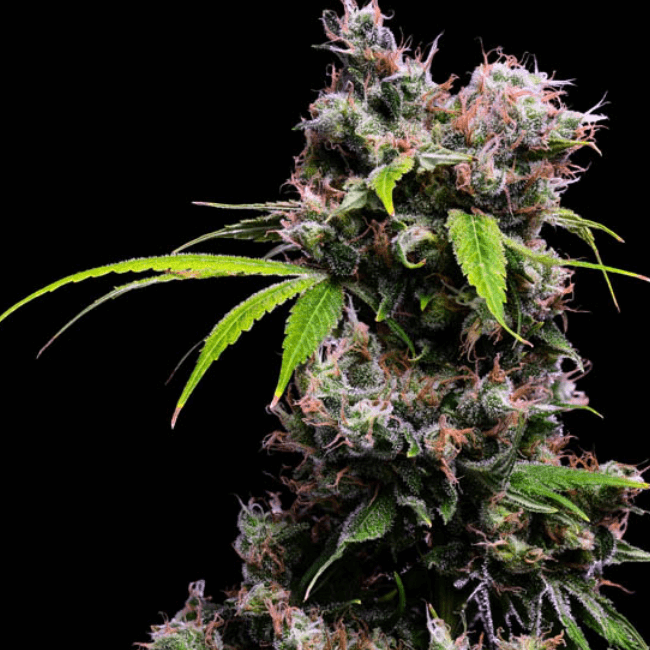 Buy Golden Pineapple S1 Feminized Seeds by Green Bodhi in America