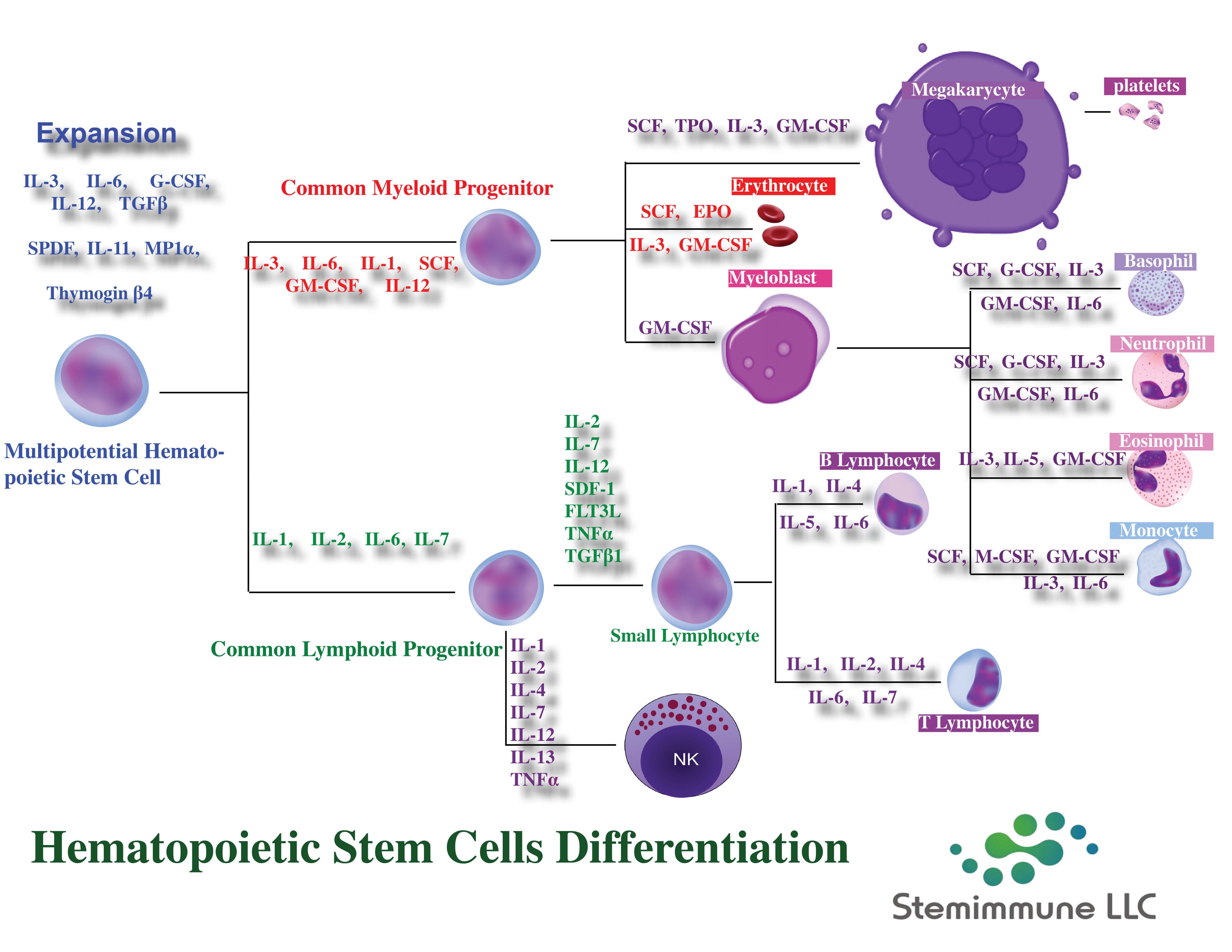 Hematopoietic Stem Cells