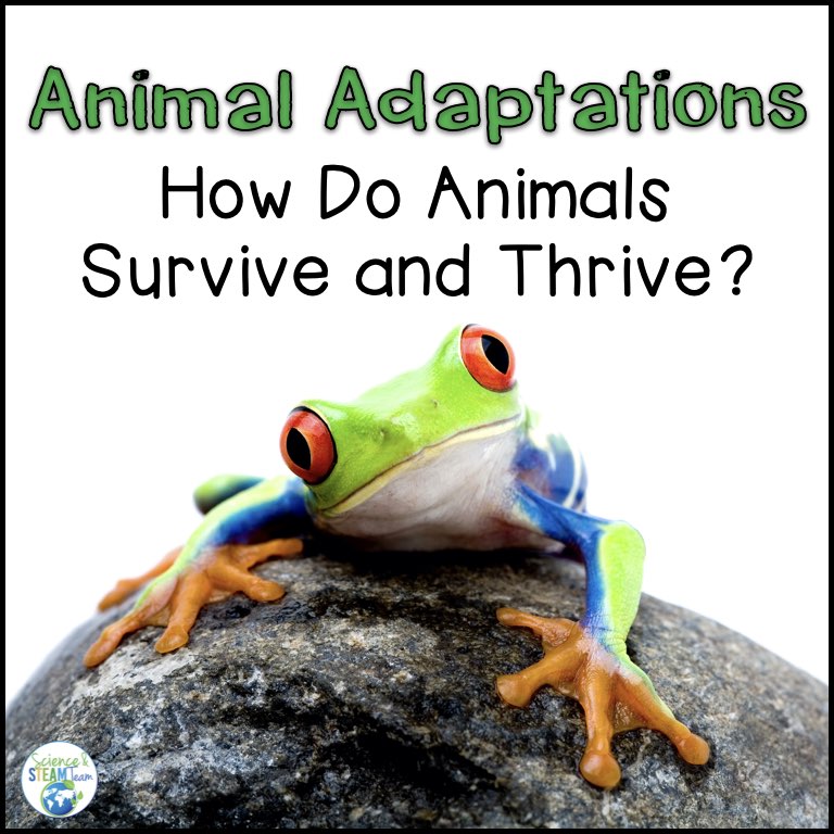 Animal Adaptations Modified Assignment (Project-based Learning Accompanimen