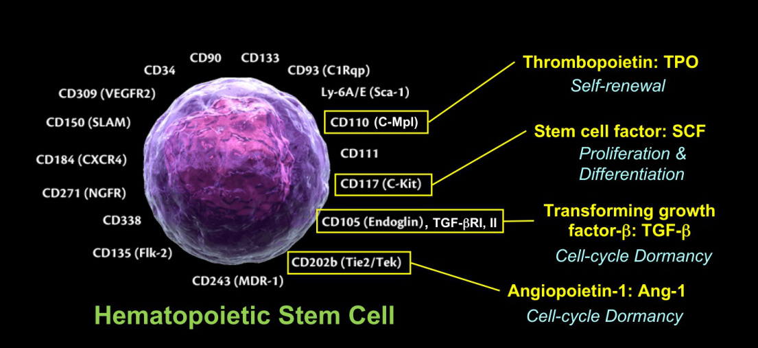 The hematopoietic stem cells what are their origins, properties and