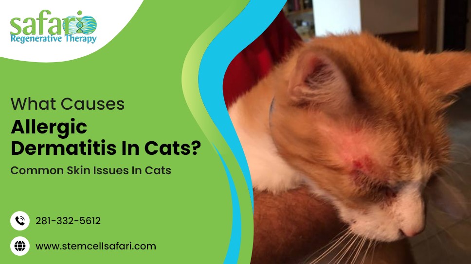 Pet Stem Cell Therapy Blogs, Information On Different Conditions Treated Stem Cell Safari
