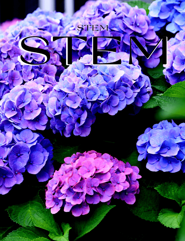 Hydrangea Harmony STEM DESIGN Florist Brisbane