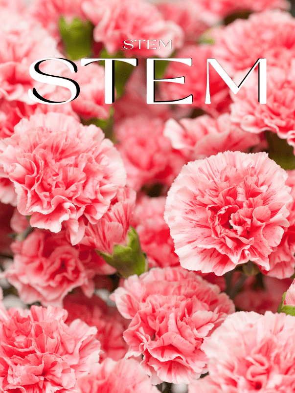 Long Lasting Flowers STEM DESIGN Flowers Brisbane